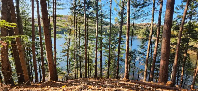 Pine forest and lake in spring at Chalet Levätä